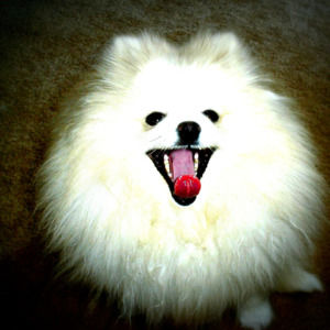 Meet your Posher, Kristine